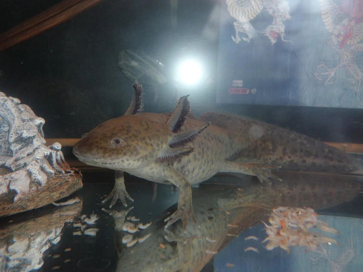 Où trouver un axolotl (et pourquoi c'est si galère)
