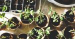 découvrez l'univers du jardinage et apprenez à cultiver vos propres plantes, fleurs et légumes. explorez des conseils pratiques, des techniques de jardinage durables et des idées créatives pour transformer votre espace extérieur en un havre de paix verdoyant.