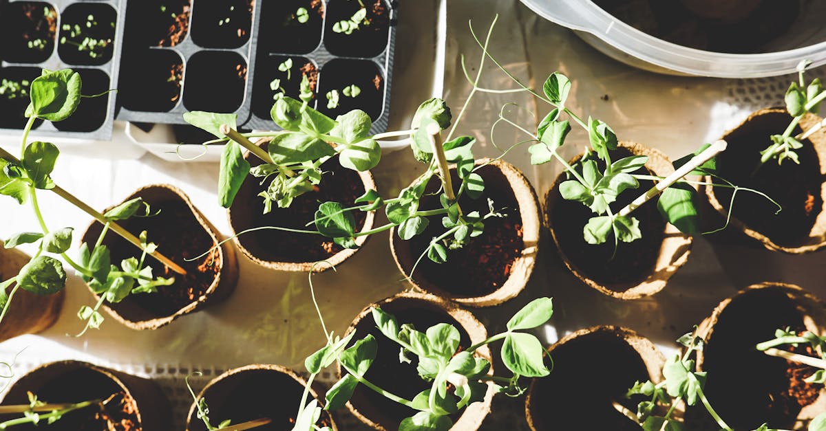 découvrez l'univers du jardinage et apprenez à cultiver vos propres plantes, fleurs et légumes. explorez des conseils pratiques, des techniques de jardinage durables et des idées créatives pour transformer votre espace extérieur en un havre de paix verdoyant.
