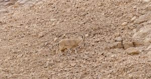 découvrez l'adaptabilité : une compétence essentielle qui permet de faire face efficacement aux changements et de s'ajuster à de nouveaux environnements dans la vie personnelle et professionnelle.